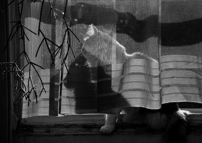 Peter Angelo Simon: Untitled (Window: cat image and shadow) New York City