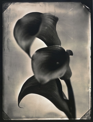 Tom Baril: Three Calla Lilies