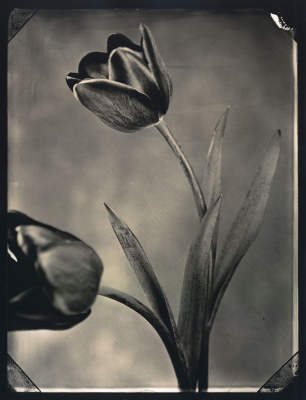 Tom Baril: Two Tulips