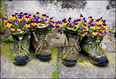 Margo L. Hamilton: Booted Violets, Aberdeen, Scotland