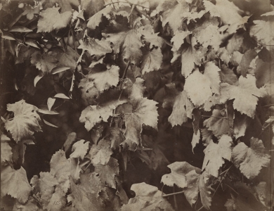 Charles Aubry (attributed to): Grape Leaves