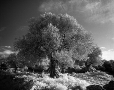 Ann Ginsburgh Hofkin: Israel_08_10