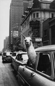 Inge Morath: Linda, the Llama, in Times Square, New York City, NY