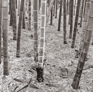 Andrew Sovjani: Bamboo Forest