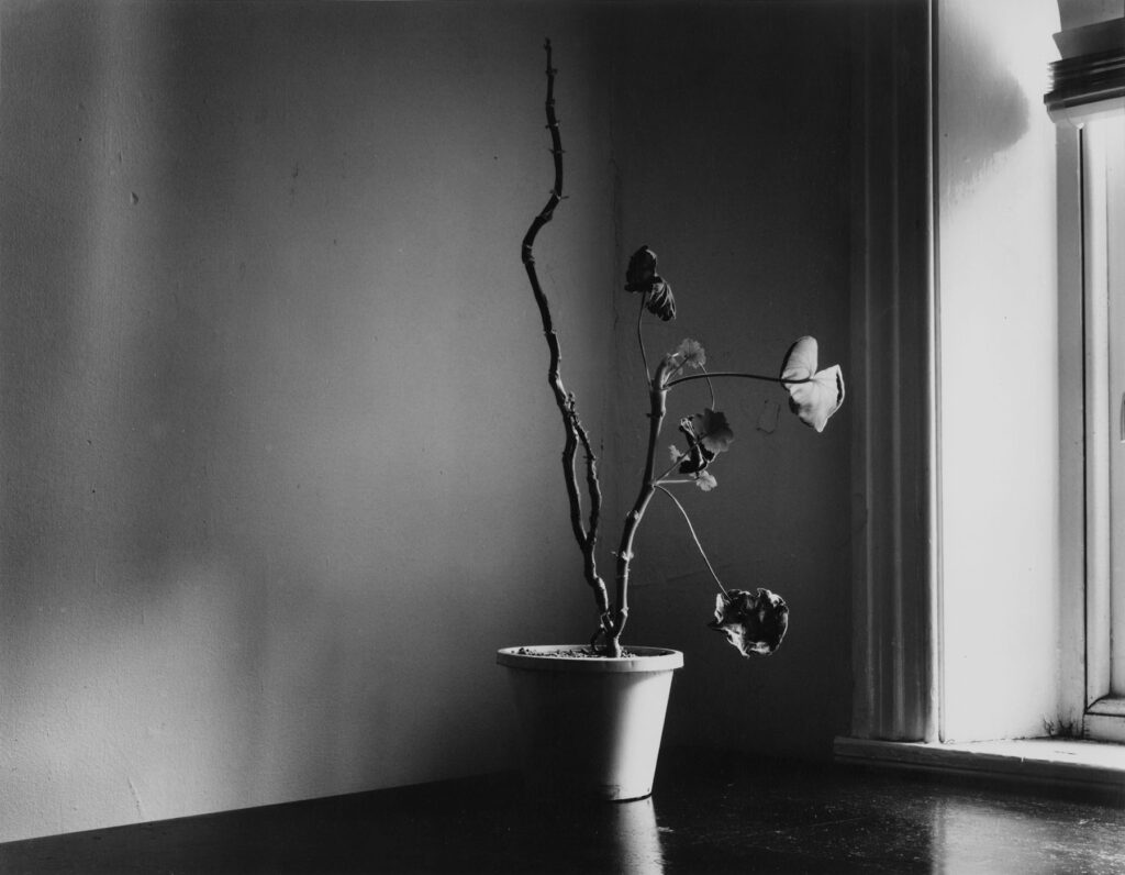 Robert Asman: Untitled Still Life