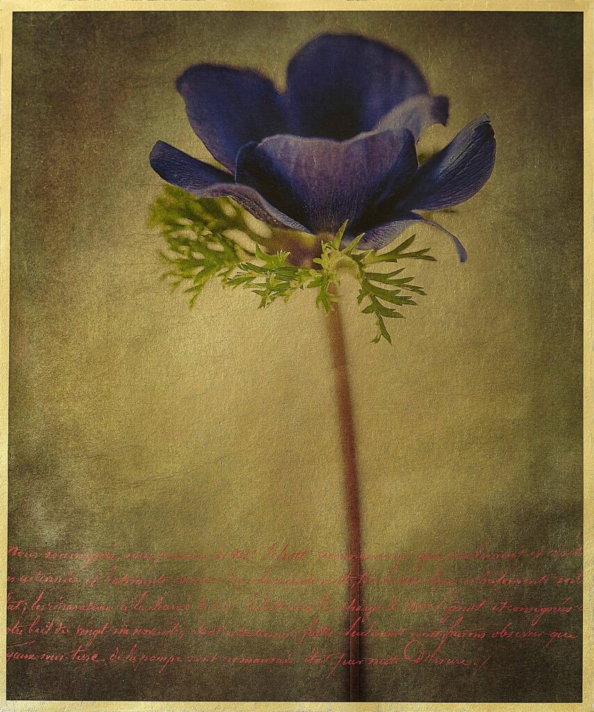 Cover image: Kevin Black: Luminous Anemone, gold-gilded vellum print, 8.75˝ x 7.25˝