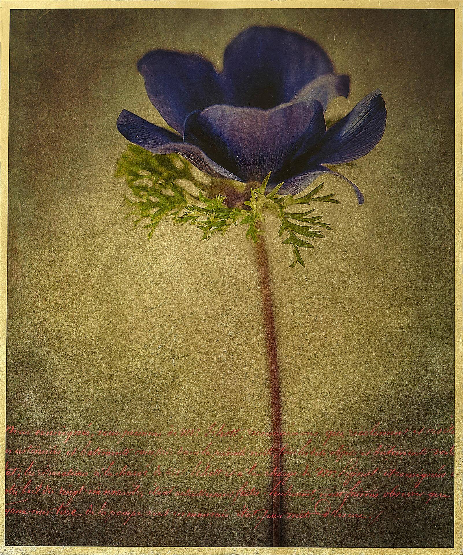 Cover image: Kevin Black: Luminous Anemone, gold-gilded vellum print, 8.75˝ x 7.25˝