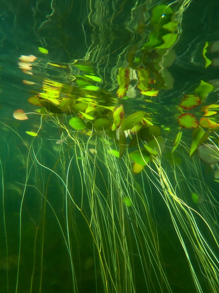 James Arnold: Under the Lily Pads