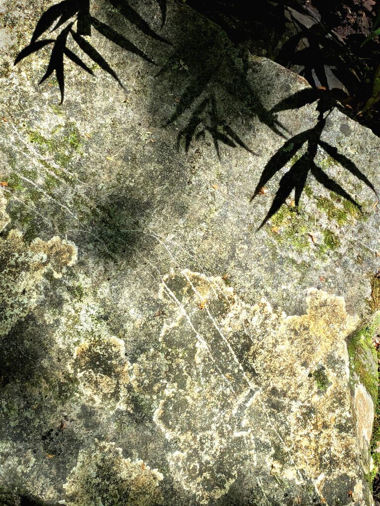Taylor Dabney: Lichen on Rock