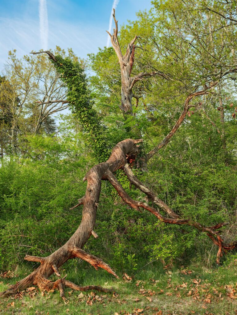 Roger Generazzo: A Twisted and Dead Tree in the Fontainebleau Forest, France, 2022–2026