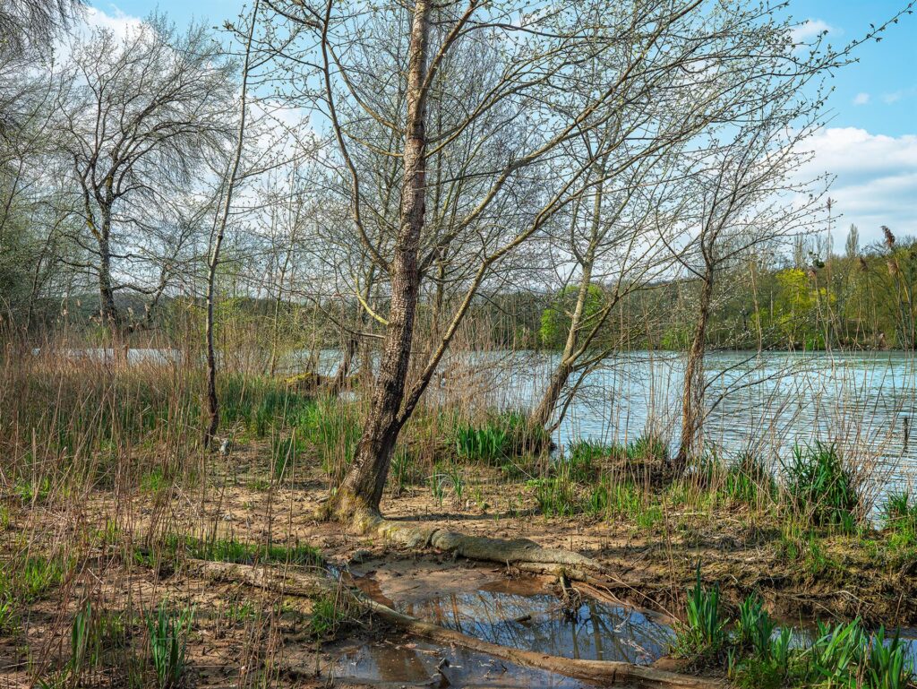 Roger Generazzo: Trees and New Growth After Flooding on the Seine River in the Fontainebleau Forest, France, 2013–2025