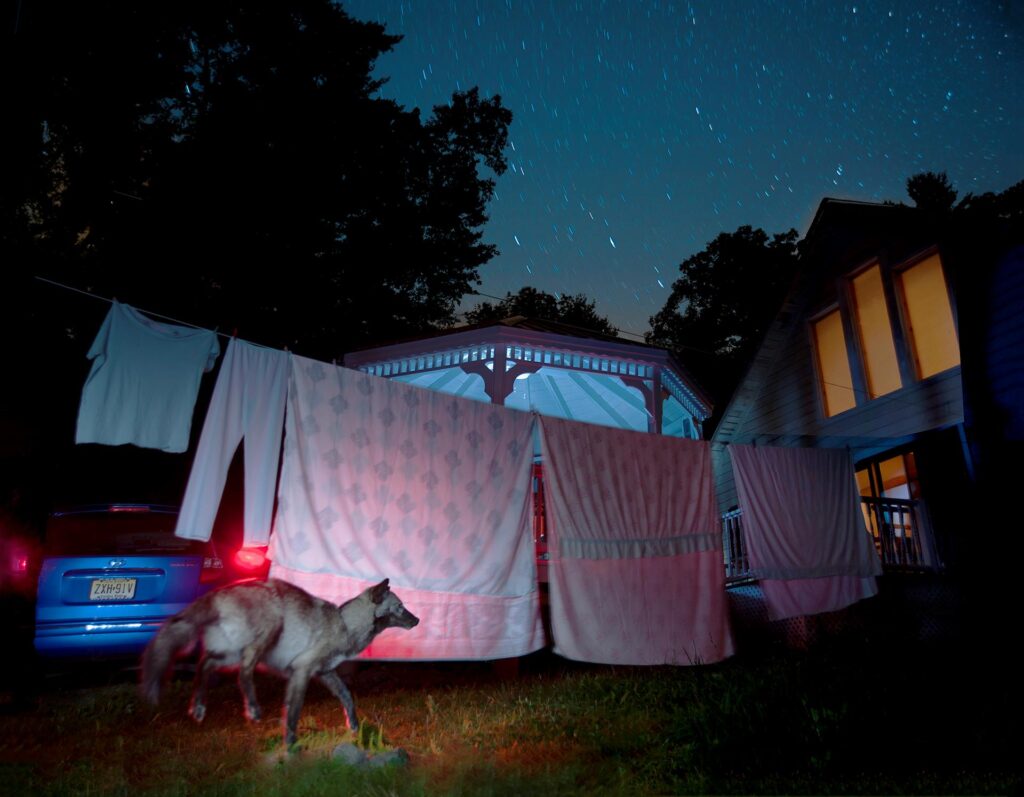 Kay Kenny: Coyote in the Laundry, 2012