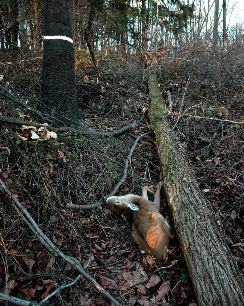Richard K Kent: Dead Yearling Doe & Girdled Ailanthus Tree, from the series Patch of Woods, 2023
