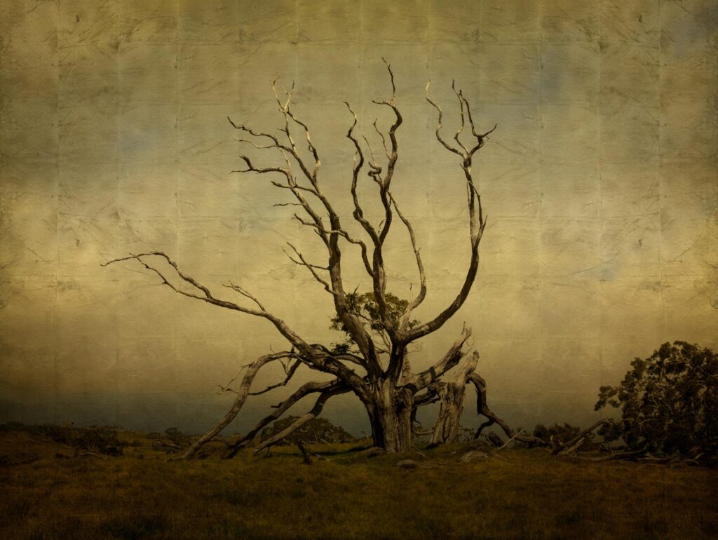 Calli McCaw: Untitled #9, from the series A Passing