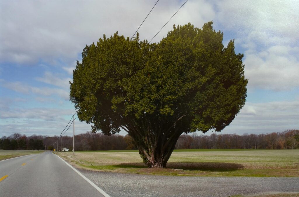 Joseph Minarick: Rural Electrification (Trappe - Centerville Road), 2019
