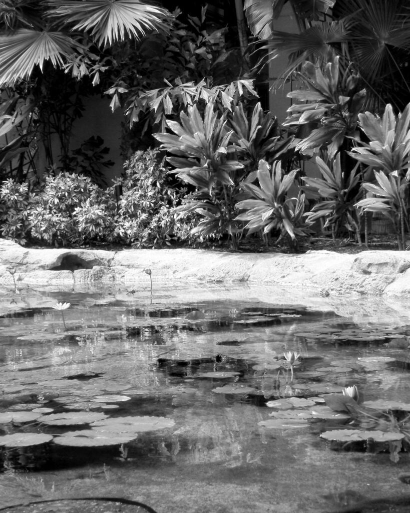 Carolyn Rogers: Lily Pads, 2018