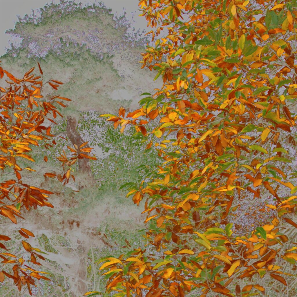 Roger Toutain : Feuillage du Chataignier mi Novembre, 2016