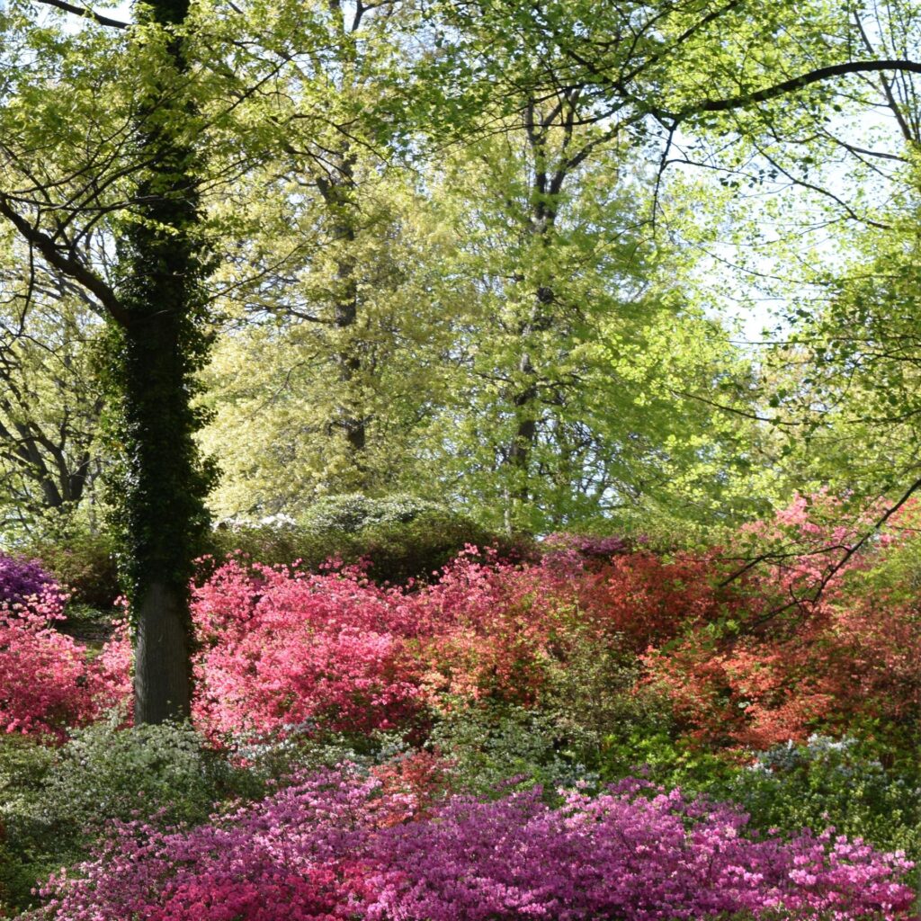 Judy Turgeon-Provini: Azalea Hill