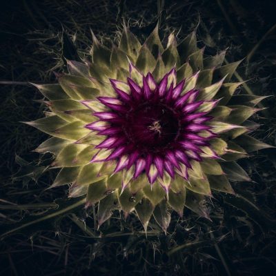 KarnamHa-Thistle-Geometry-260520161637_1
