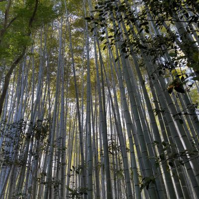ShawLa-Bamboo-LIght-260507155857_1