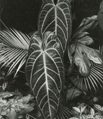 Brett Weston: Leaf Cluster, Hawaii